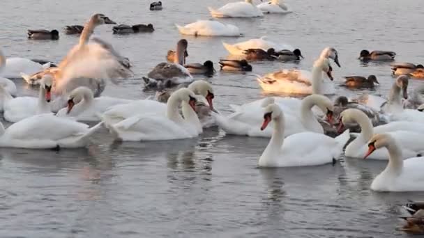 Лебеди и утки в реке. Птицы плавают в воде . — стоковое видео