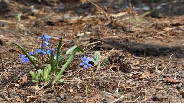 Scilla - primeira primavera flores na floresta. Dia ensolarado da primavera . — Vídeo de Stock