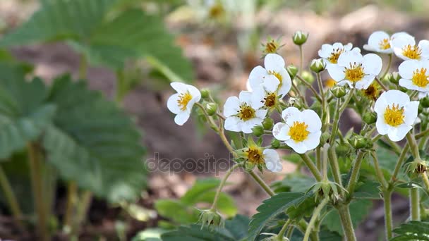 Arbusto floreciente de fresas de cerca — Vídeos de Stock