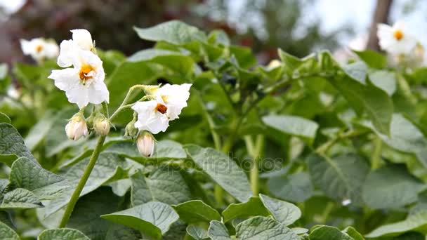 Bloeiende aardappelen. Bloeiwijzen wit zwaaiend in de wind. — Stockvideo