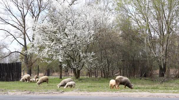 Les moutons paissent à la campagne. Printemps — Video