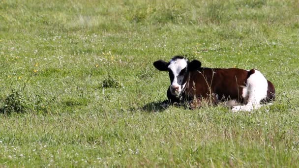 Vaca jovem pastando no prado, mastiga deitado na grama . — Vídeo de Stock