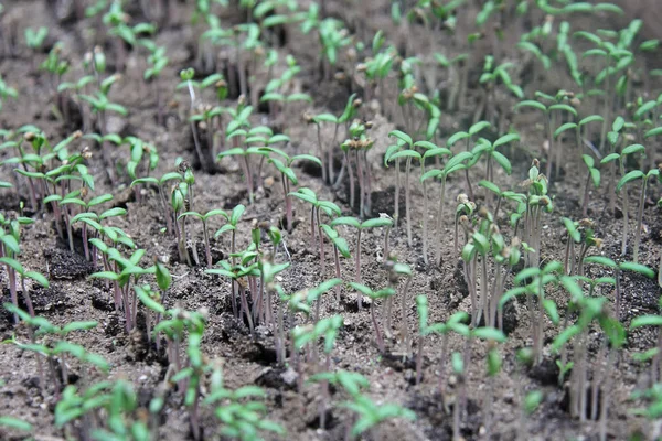 Sprouts of tomato seedlings before transplanting. Seedlings grow in even rows. Shallow depth of field.
