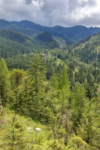 Paisagem montanhosa com abetos. Vista do Monte Nosal, Tatry, Polônia. Dia de verão ensolarado . — Fotografia de Stock