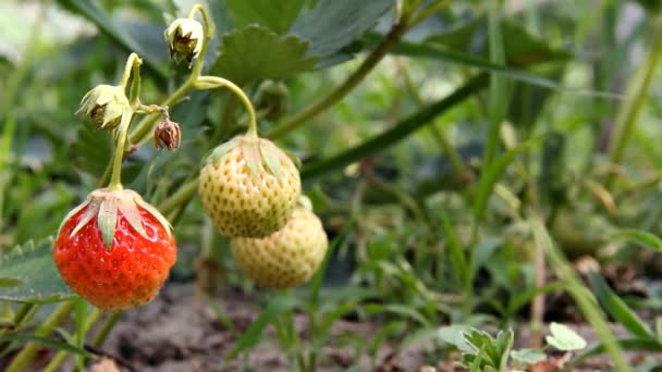 딸기는 정원에서 ripens. 지점에 붉은 익은 고 설익은 열매. — 비디오