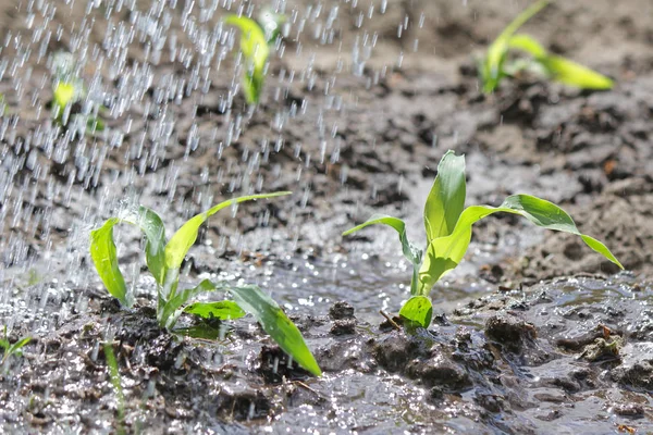 A regar os rebentos de milho. Vegetais orgânicos naturais crescem no jardim — Fotografia de Stock