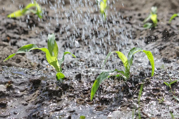 Das Gießen der Maiskeime. Natürliches Bio-Gemüse wächst im Garten Stockbild