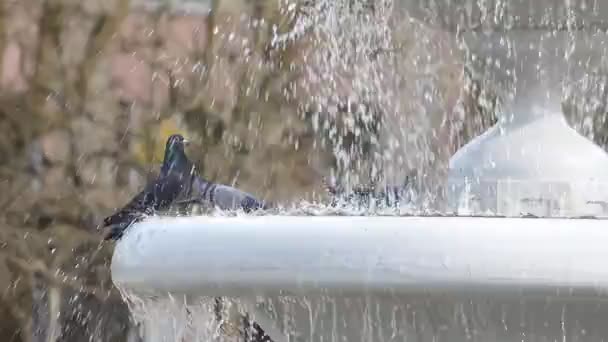 Les pigeons boivent l'eau d'une fontaine. Oiseaux dans la ville . — Video