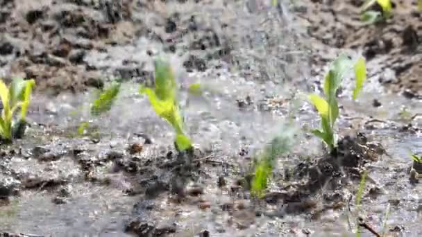 Drenken de spruiten van maïs. Natuurlijke biologische groenten groeien in de tuin — Stockvideo