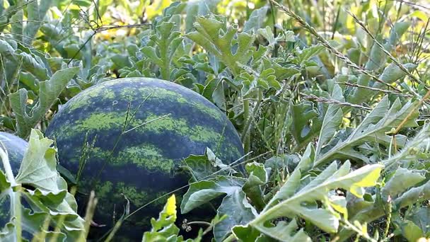 Watermelon ripens in the garden — Stock Video