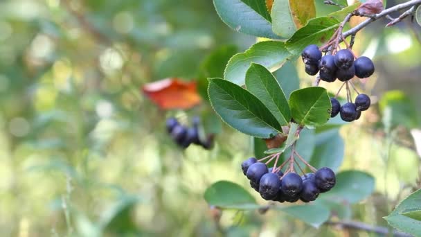 Reife Beeren der Apfelbeere auf einem Zweig. Aronia. — Stockvideo