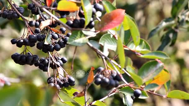 Reife Beeren der Apfelbeere auf einem Zweig. Aronia. — Stockvideo