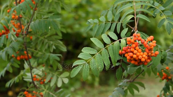 Red rowan berries on a branch — Stock Video