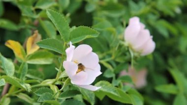 Rose hips çiçeklerden polen toplama bir arı