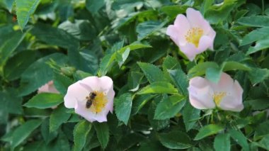 Rose hips çiçeklerden polen toplama bir arı