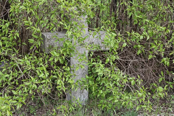 Een oude naamloos cross op een kerkhof begroeid met struiken — Stockfoto