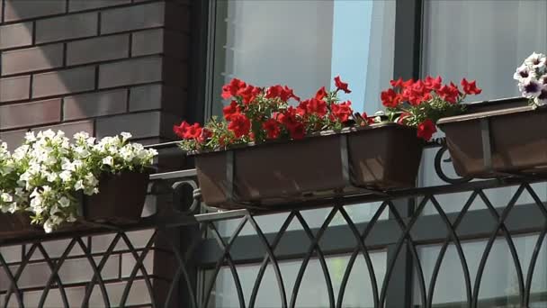 Flowers on the balcony in the town house — Stock Video