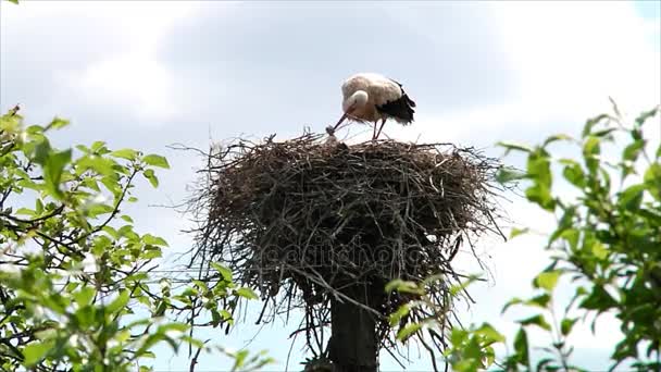 Vogelstorch im Nest mit Küken — Stockvideo