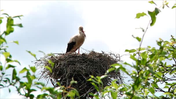 Cegonha de pássaro no ninho com filhotes — Vídeo de Stock