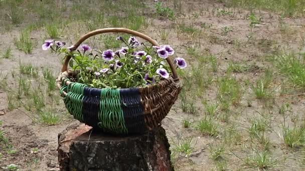 ペチュニアの花をバスケットで育てます。手作りの花壇. — ストック動画