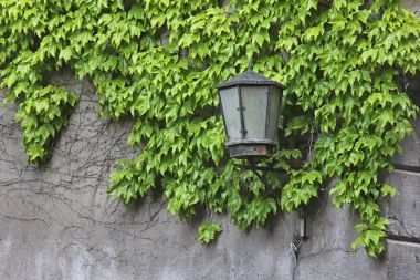 Ivy ile kaplı bir duvar eski fener