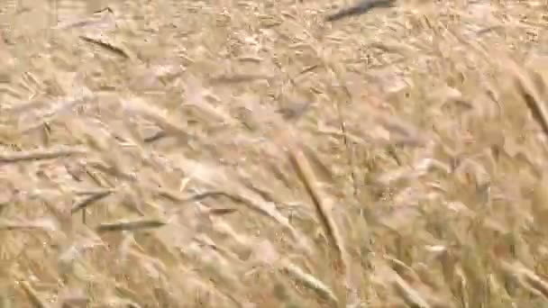 Rye ripens in the field. The ears swing in the wind on a sunny summer day. — Stock Video