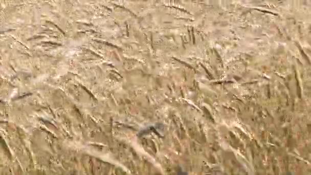 El centeno madura en el campo. Las orejas oscilan en el viento en un día soleado de verano . — Vídeos de Stock
