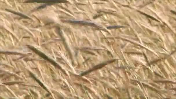 Rogge rijpt in het veld. De oren schommel in de wind op een zonnige zomerdag. — Stockvideo