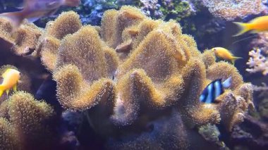 Tropikal balık sualtı mercan arasında yüzmek