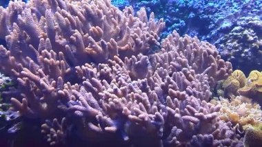 Tropikal balık sualtı mercan arasında yüzmek