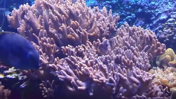 Los peces tropicales nadan bajo el agua entre los corales — Vídeo de stock