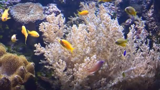 Tropical fish swim underwater among corals — Stock Video