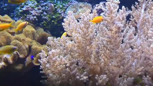 Los peces tropicales nadan bajo el agua entre los corales — Vídeo de stock