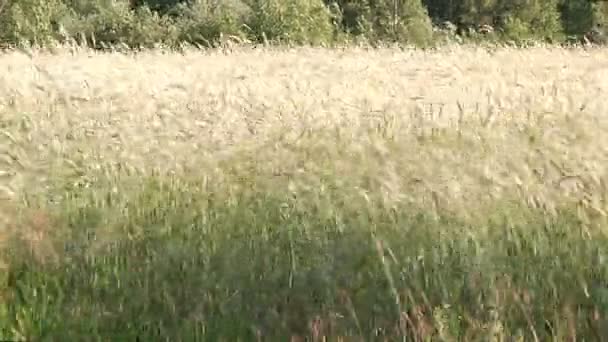 黑麦成熟的领域。在阳光明媚的夏日在风中摇摆的耳朵. — 图库视频影像