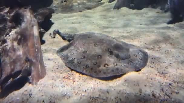 Los rayos eléctricos de pescado se encuentran en un fondo arenoso bajo el agua — Vídeo de stock