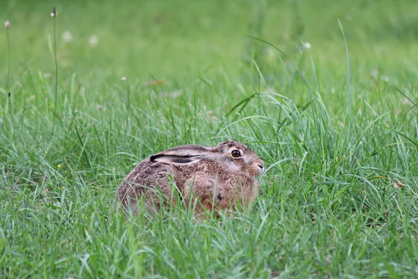 Lepre si nasconde nell'erba. Si siede premendo le orecchie, attento e spaventato . — Foto Stock