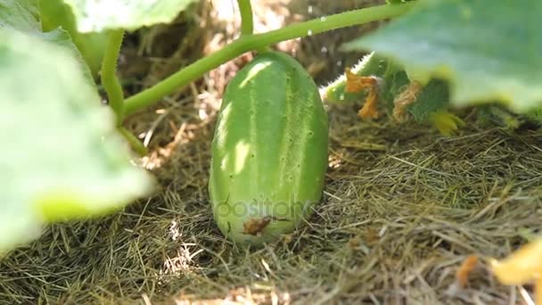 Komkommer rijpt in de tuin. Biologische teelt van groenten. Drenken. — Stockvideo