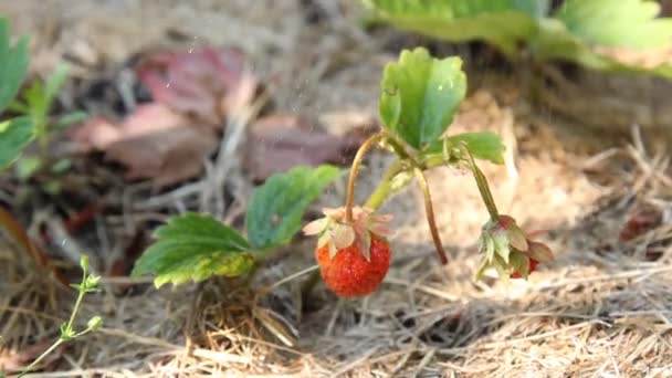 Aardbei rijpt in de tuin. Drenken. Teelt van biologisch voedsel. — Stockvideo