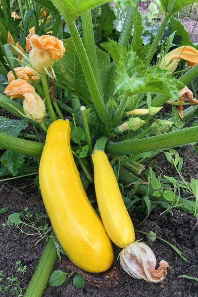 Golden zucchini mognar i trädgården. Ekologisk odling av grönsaker. — Stockfoto