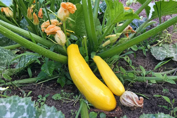 Le zucchine dorate maturano in giardino. Coltivazione biologica di ortaggi . — Foto Stock