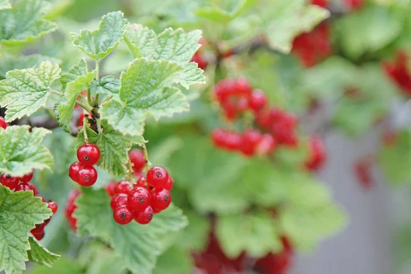 Mogna saftiga röda vinbär på en gren i trädgården — Stockfoto