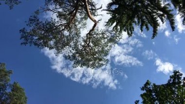 Yüksek iğne yapraklı ağaçlar gökyüzüne karşı. Bialowieza orman.