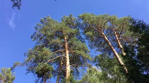 Yüksek iğne yapraklı ağaçlar gökyüzüne karşı. Bialowieza orman. — Stok video