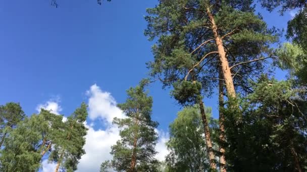 Alte conifere contro il cielo. Foresta di Bialowieza . — Video Stock