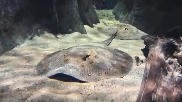 Los peces rayos eléctricos nadan en el fondo bajo el agua — Vídeo de stock