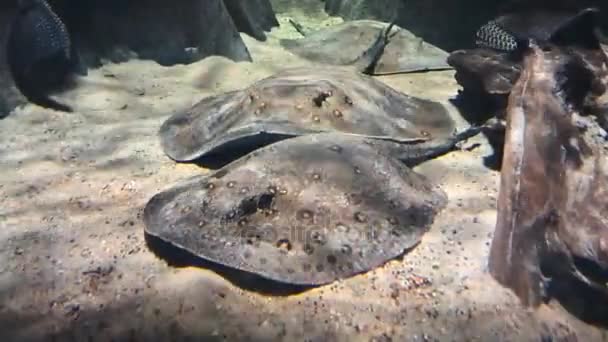Fish electric rays swim at the bottom underwater — Stock Video