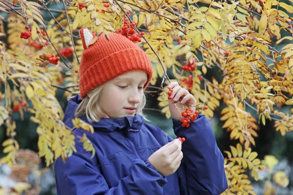 Chica curiosa colecciona bayas de serbal de la rama. El niño está vestido con un sombrero caliente de punto con orejas, parece un zorro. Otoño, pasear por el parque . — Foto de Stock