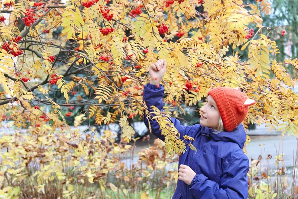 Curious kid girl collects rowan berries from the branch. Child is dressed in a knitted warm hat with ears, looks like a fox. Autumn, stroll in the park. — Stock Photo, Image