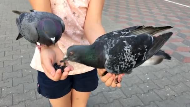 Young girl feeding pigeons sunflower seeds with hands on the street in the city — Stock Video