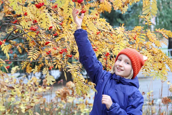 Curious kid girl collects rowan berries from the branch. Child is dressed in a knitted warm hat with ears, looks like a fox. Autumn, stroll in the park. — Stock Photo, Image